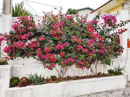 Image result for Bougainvillea