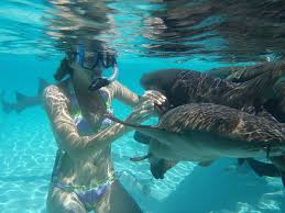 Swim with Nurse Sharks in the Bahamas | Worldwide Boat