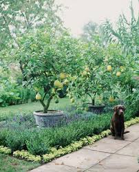 In order to make sure the tree you grow will produce fruit you'll want to eat, the best idea is to buy a grafted fruit tree, which is a very young tree that has been grafted onto a root stock to improve its growth. Alan Titchmarsh S Tips On Growing Your Own Apple And Pear Trees Express Co Uk