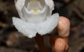 Image result for Didymoplexis