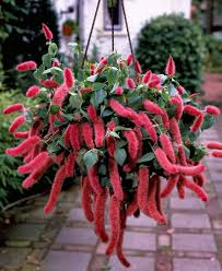 For pots 6 or smaller, pinch at transplant only. Chenille Plant For Sale