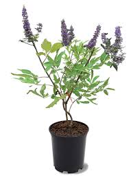 Image result for Vitex