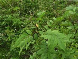 Image result for Senna occidentalis