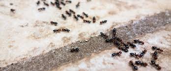 Fire ants are a dangerous species of ant that are most problematic for homeowners during the fire ants love to nest in sunny open areas. Why Home Remedies For Fire Ants Don T Work And What Does