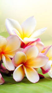 Wallpaper Iphone Plumeria Flowers Jasmine Flower Wallpaper Flower Wallpaper