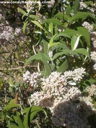 Image result for Buddleja salviifolia