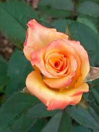 Pin By Srik Gr On Rose Marvels Rose Flowers Plants
