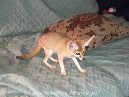The story behind golden acres is a neat one which began in 1988 when my husband l and i moved from our first apartment in saline to our first home together in tecumseh, michigan. Fennec Fox For Sale