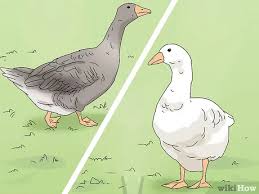 Geese make awesome pets, especially if you get them when they are very young. 3 Ways To Breed Geese Wikihow