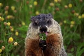 Depending on the poison you choose, this torture may include painful disposing of the carcass no matter the method you choose to kill a groundhog, you will be left with a dead carcass. Legal Ways To Kill Skunks Squirrels Raccoons Woodchucks Other Pesky Animals Newyorkupstate Com