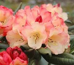 Rhododendron Seaview Sunset Rhododendron Plant Rhododendron Plants