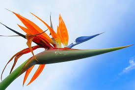 oiseau du paradis fleurs oiseaux de insolites coloriage dinde thanksgiving quiz