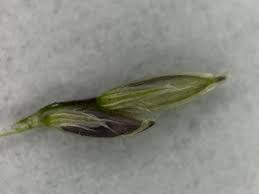 Image result for Digitaria nuda