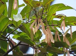 Image result for Dipterocarpaceae