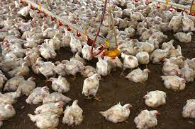 3 видео5 286 просмотровобновлен 29 окт. Grippe Aviaire Le Gouvernement Renforce Les Mesures De Prevention En France