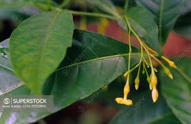 Image result for Tabernanthe