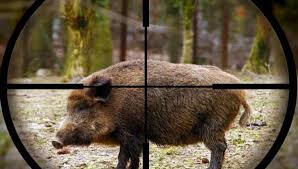 O hartă creată de către utilizatori ca şi tine! Satu Mare PÄdurar Ucis De Un Porc MistreÅ£