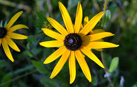 When to plant black eyed susans from seed? Growing Rudbeckia How To Grow Black Eyed Susan