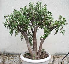 Crassula Ovata Ou Arbre De Jade Crassula Ovata Crassula Et Plante Verte