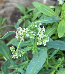 Image result for Heliotropium ciliatum