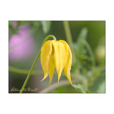 Einmal im mai/juni und ein zweites mal im spätsommer ab august oder herbst. Clematis Schneiden Wann Welche Und Warum Lieblingspflanzen