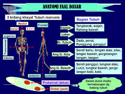 Sistem ekskresi sistem ekskresi berfungsi untuk memindahkan hasil metabolisme yang sudah tidak documents similar to struktur dan fungsi tubuh manusia. Anatomi Manusia Struktur Komponen Tubuh Manusia Ppt Download