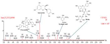 Image result for Androstachys