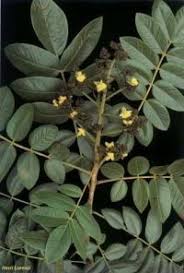 Image result for Centrolobium