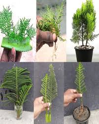 Image result for cuttings thujas