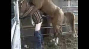 Hombre teniendo sexo con caballo
