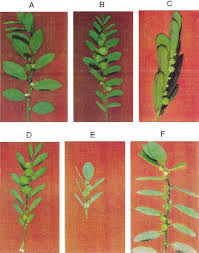 Image result for Phyllanthus tenellus