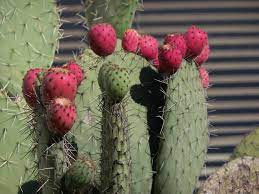 Captus Cactus Cactus Plants Plants