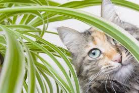Votre Minou Gratte La Terre De Vos Pots Ou Mange Carrement Vos Plantes Il Existe Quelques Astuces Pour Eloigner Les Chats Plantes Araignees Plantes Toxiques
