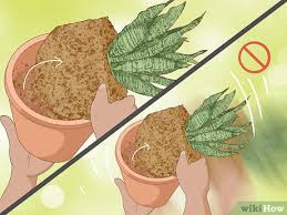 Ensure cannabis root rot is not a problem! 3 Ways To Care For A Sansevieria Or Snake Plant Wikihow