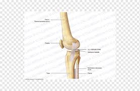 File is ready to render. Thumb Shoulder Human Leg Bone Knee Arm Angle Hand People Png Pngwing