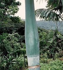 Image result for Craterostigma hirsutum