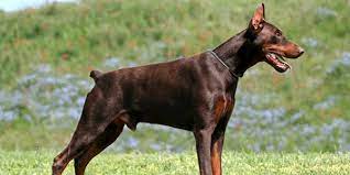 Doberman in dogs & puppies for rehoming in canada. Doberman Pinscher Dog Information Photos Dogexpress
