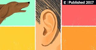 Puppy sounds sound that makes dog tilt head left & right (guaranteed ). How To Be Mindful With A Barking Dog The New York Times