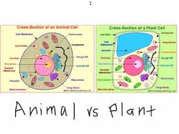 Maybe you would like to learn more about one of these? Plants Cells Vs Animals Cells Sutori
