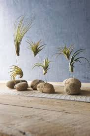 Air plants or tillandsia have become really popular lately and that's mostly due to their minimal requirements and easy maintenance. Air Plant Display Ideas Air Plants Decor Air Plant Display Air Plants Care