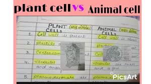 Plant cells have a cell wall surrounding the cell membrane: Difference Between Plant Cell And Animal Cell In Hindi Easiest Trick Biology Youtube