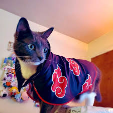 Porém, infelizmente, a maioria deles tem um custo variado que pode ser bastante caro para alguns bolsos. Cat Akatsuki Naruto Gatos Vestidos Anime Engracado Animes Wallpapers