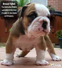 English bulldogs have a long history in the united kingdom, as they were, unfortunately, bred and used for dog fighting since the 13th century. Australian Bulldog Breed Information And Pictures Petguide