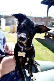 North county is well known for its affluence, especially in encinitas, carlsbad, del mar, rancho santa fe. Dogs And Puppies For Adoption In San Diego Helen Woodward Animal Center