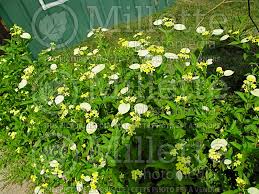 Image result for Pseudomussaenda