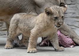 Olomouc zoo covers an area of 42.5 hectares. Jubilejni Lvice Zoo Olomouc Svaty Kopecek