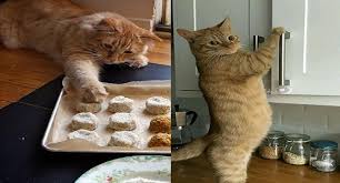 15 Cats Who Want To Lend A Helping Hand Cats Cute Creatures Cat Photo