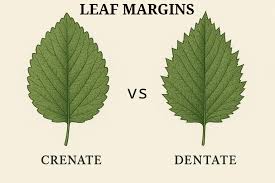 Image result for leaf margin entire