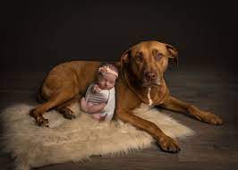 Lliliana ~ Newborn & Family Dog Photographs | One Big Happy Photo