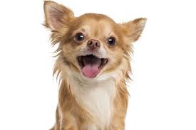 Cosas Que No Sabias Sobre Los Perros Chihuahua Razas De Perros Chihuahua Perros Chihuahua Perros